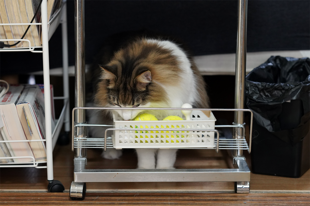 f:id:kazuhiro0214:20191028080624p:plain