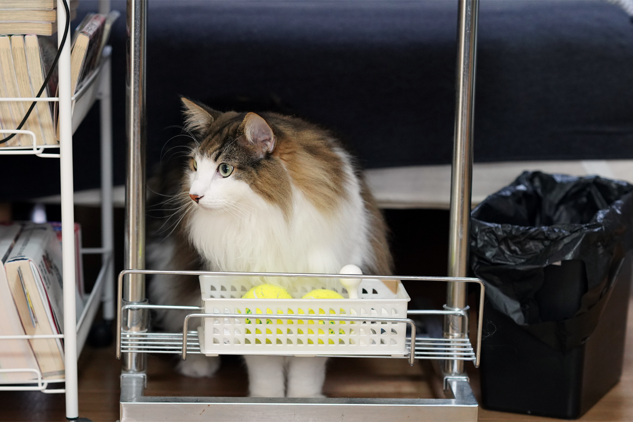 f:id:kazuhiro0214:20191028080720p:plain