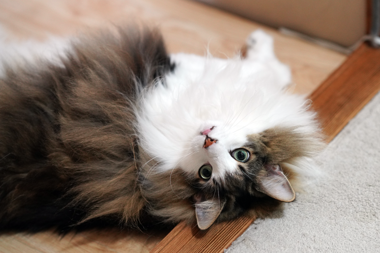 f:id:kazuhiro0214:20191028081235p:plain