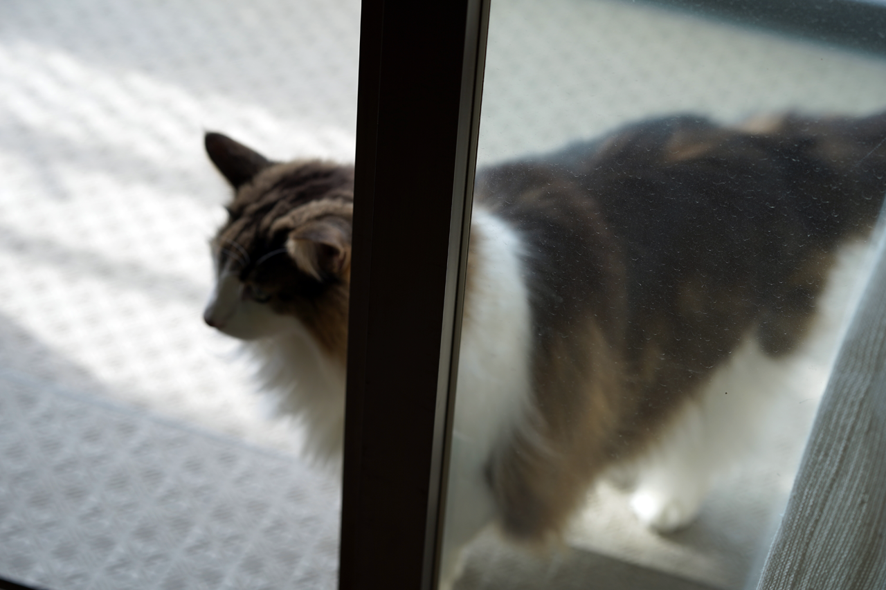 f:id:kazuhiro0214:20191030081622p:plain