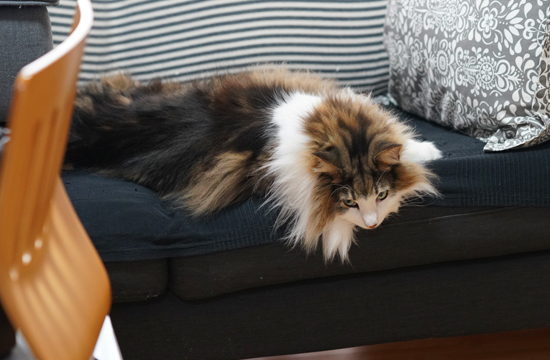 f:id:kazuhiro0214:20191031125504j:plain f:id:kazuhiro0214:20191031125504j:plain