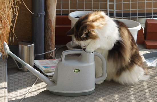 f:id:kazuhiro0214:20191031125852j:plain f:id:kazuhiro0214:20191031125852j:plain