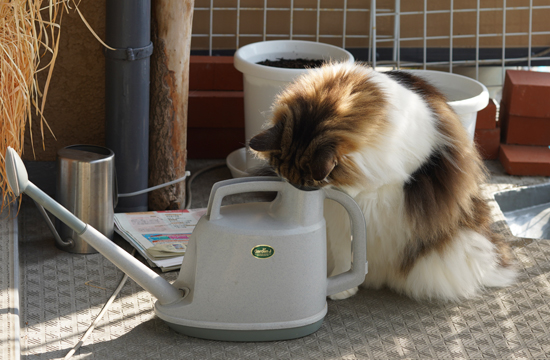 f:id:kazuhiro0214:20191031125913j:plain f:id:kazuhiro0214:20191031125913j:plain