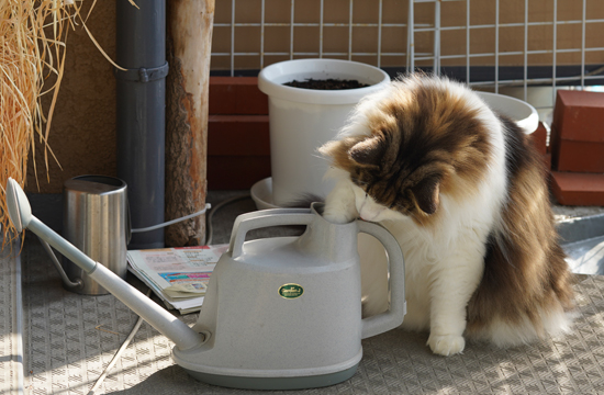 f:id:kazuhiro0214:20191031125926j:plain f:id:kazuhiro0214:20191031125926j:plain