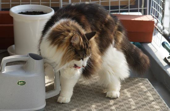 f:id:kazuhiro0214:20191031125939j:plain f:id:kazuhiro0214:20191031125939j:plain