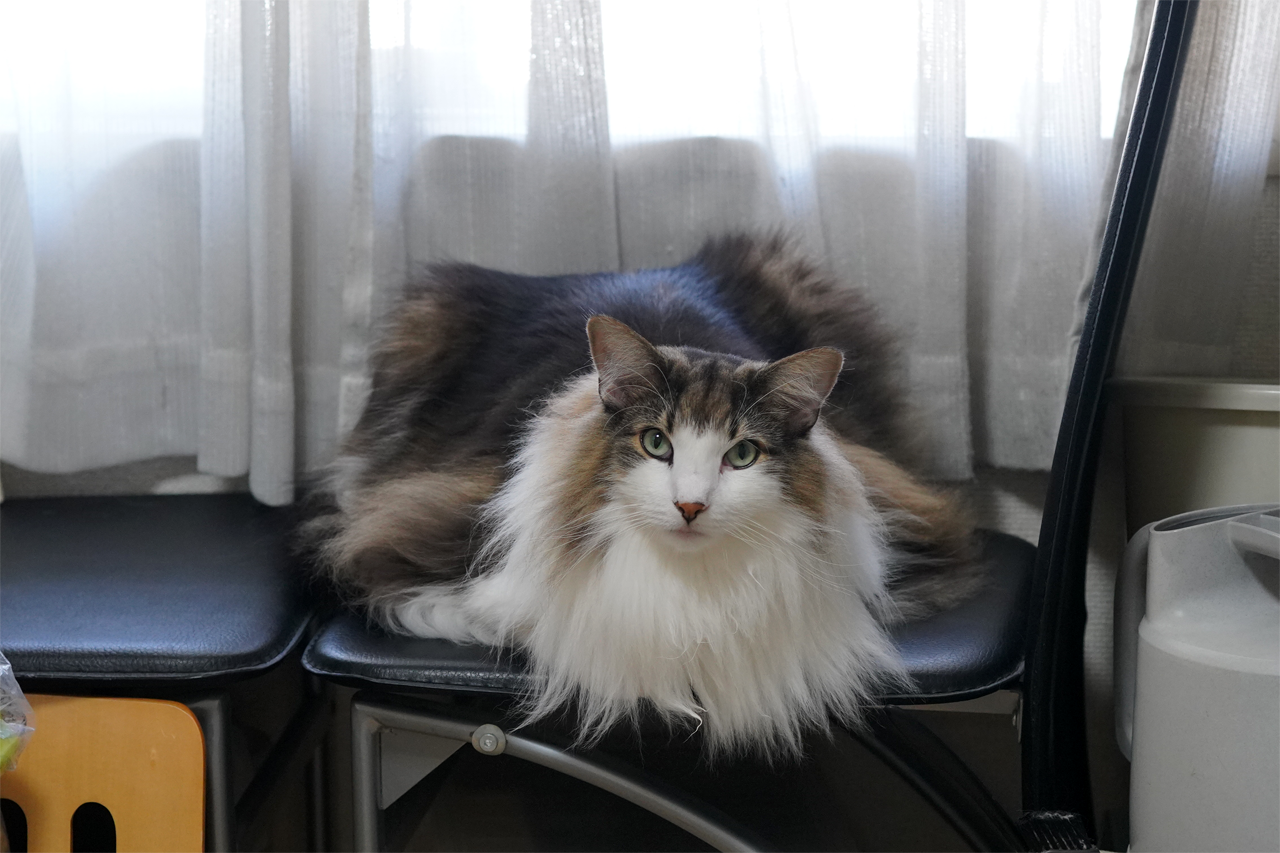 f:id:kazuhiro0214:20191101094809p:plain