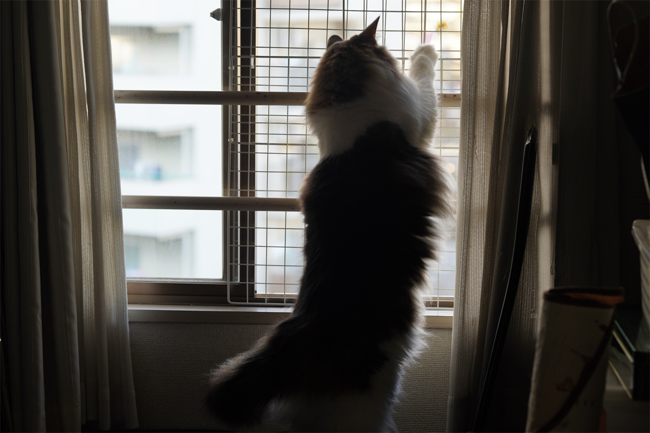 f:id:kazuhiro0214:20191101094932p:plain