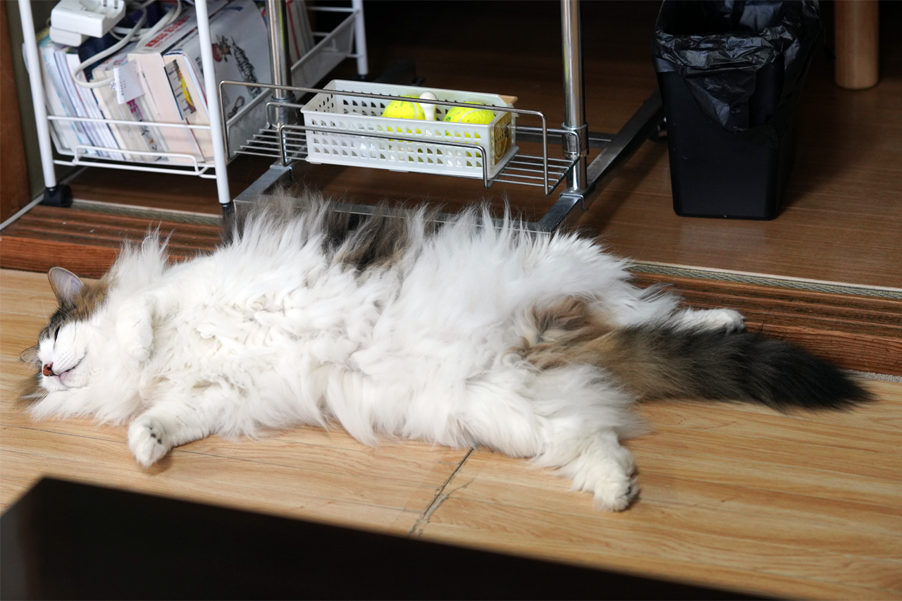 f:id:kazuhiro0214:20191103122249p:plain