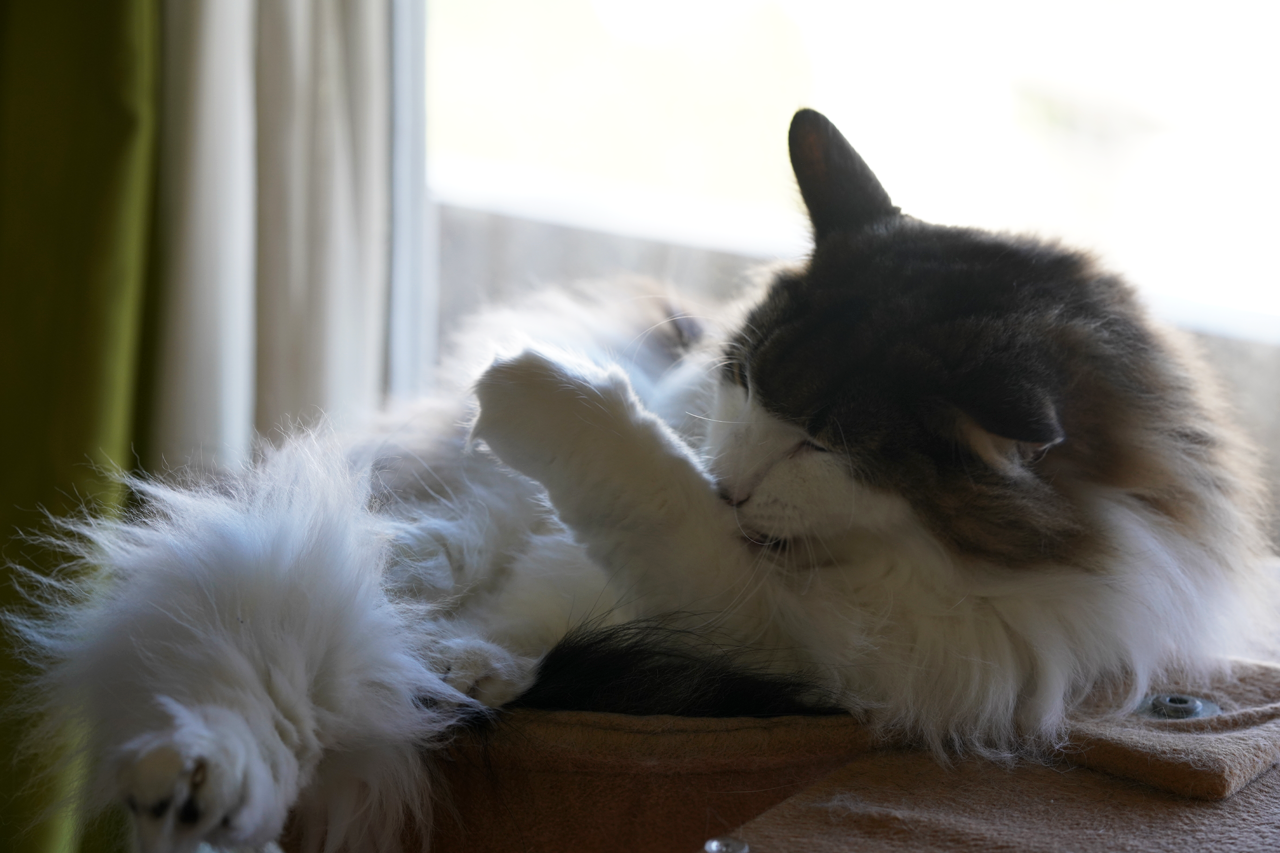 f:id:kazuhiro0214:20191106091356p:plain