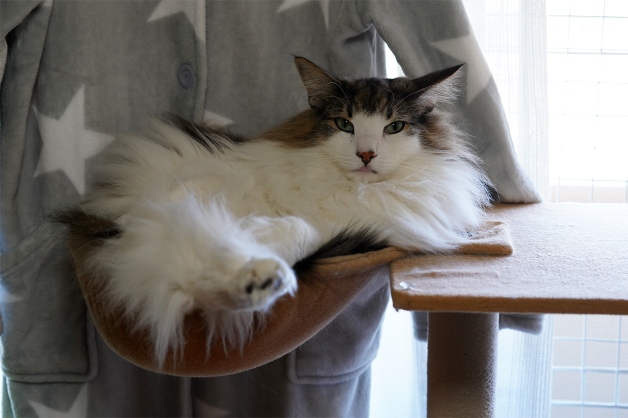 f:id:kazuhiro0214:20191106091529p:plain