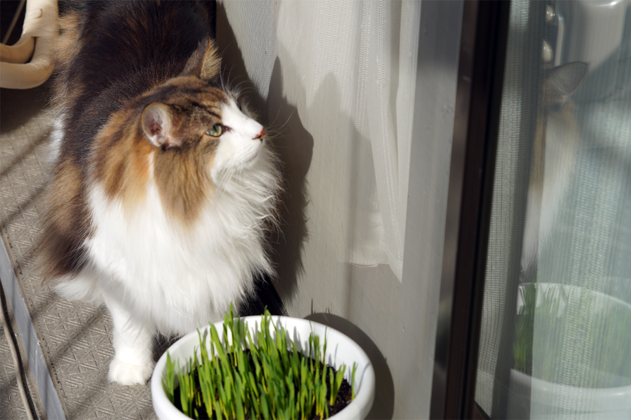 f:id:kazuhiro0214:20191106091551p:plain