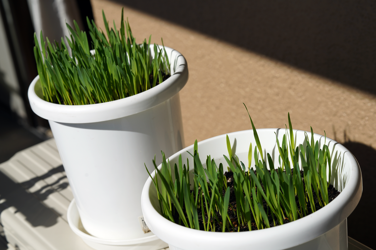 f:id:kazuhiro0214:20191106091618p:plain