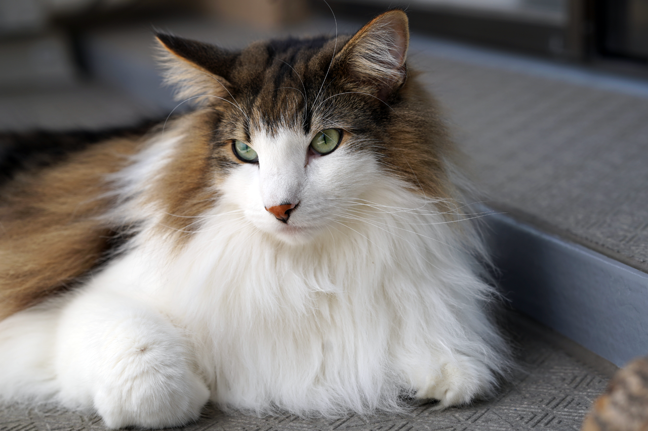 f:id:kazuhiro0214:20191109074109p:plain