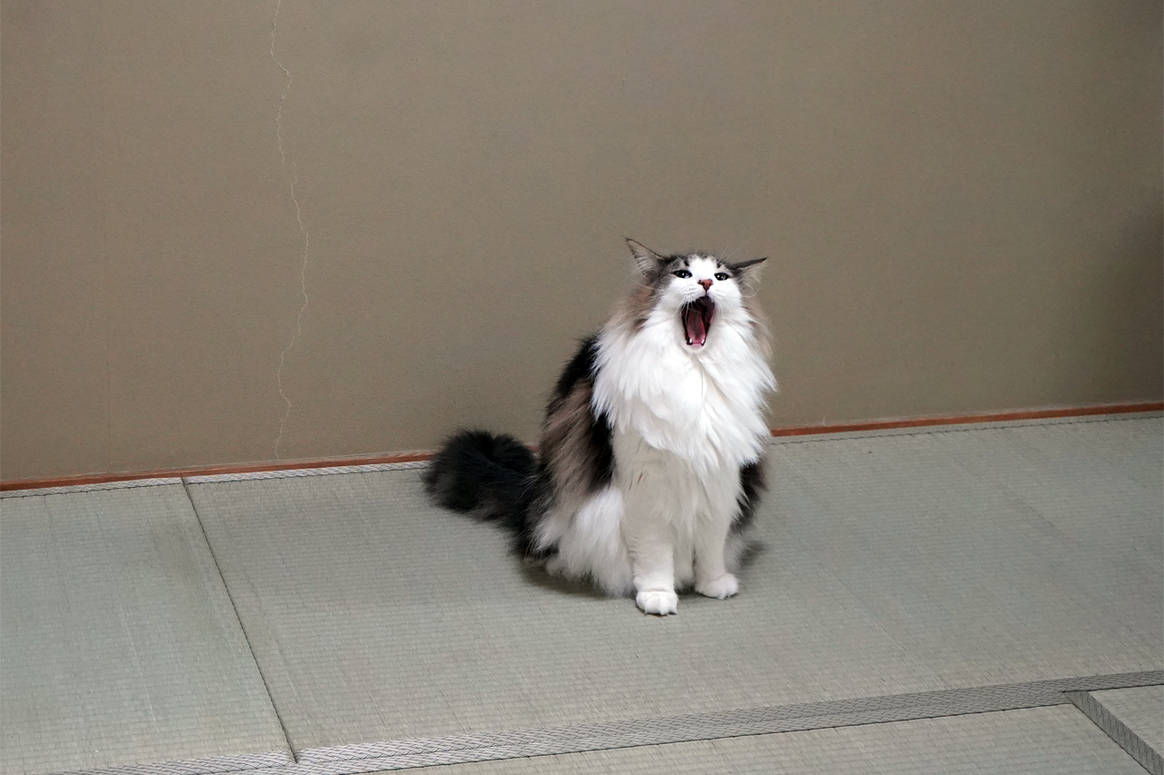 f:id:kazuhiro0214:20191109074402p:plain