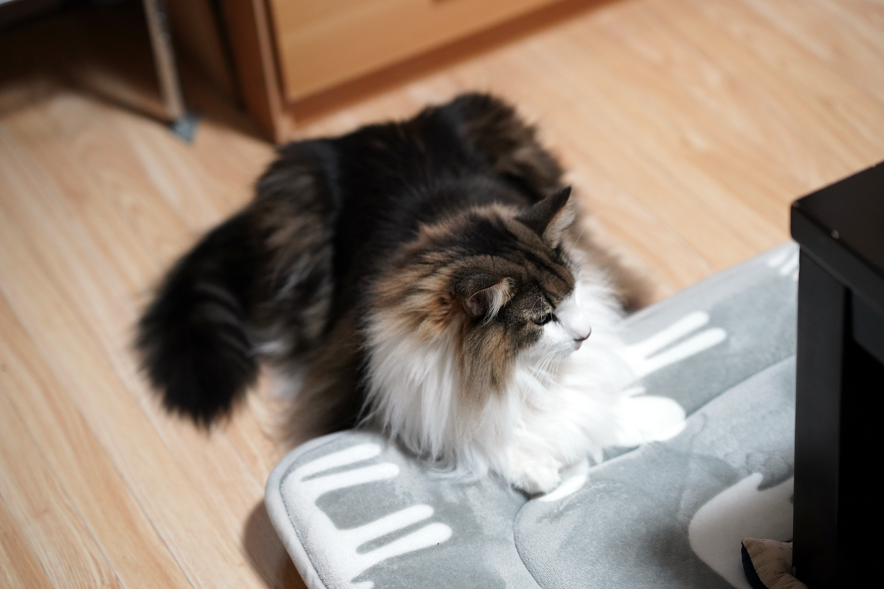 f:id:kazuhiro0214:20191110093138p:plain f:id:kazuhiro0214:20191110093138p:plain