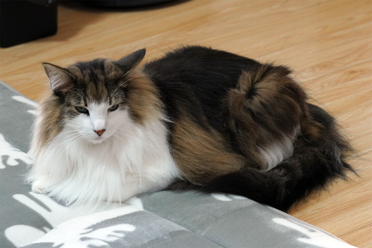 f:id:kazuhiro0214:20191110093228p:plain f:id:kazuhiro0214:20191110093228p:plain