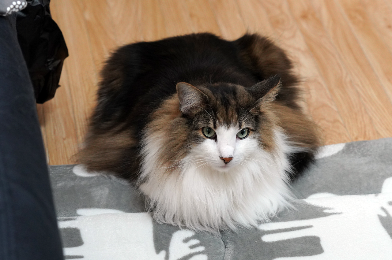 f:id:kazuhiro0214:20191110093305p:plain f:id:kazuhiro0214:20191110093305p:plain