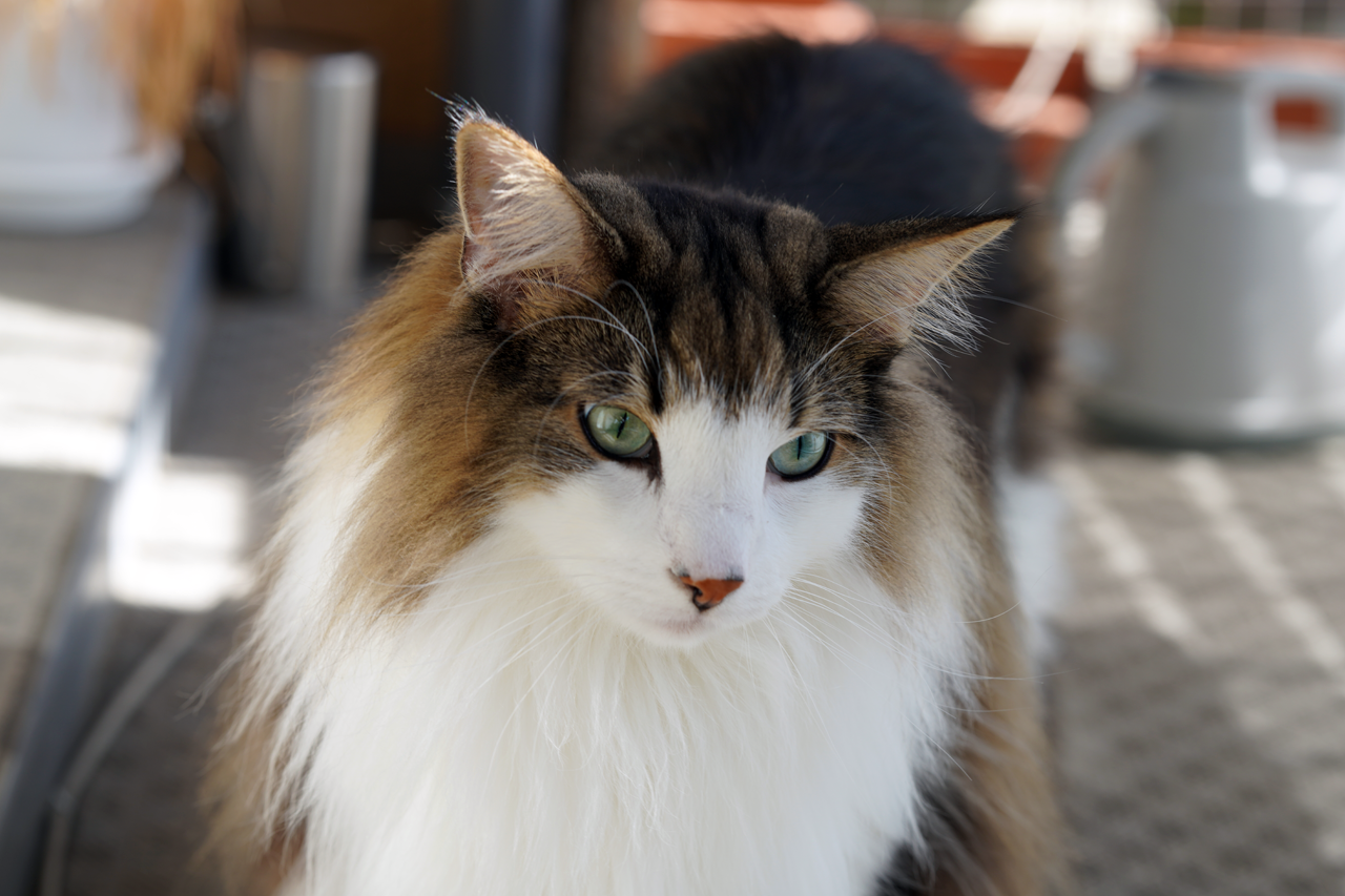 f:id:kazuhiro0214:20191115081541p:plain