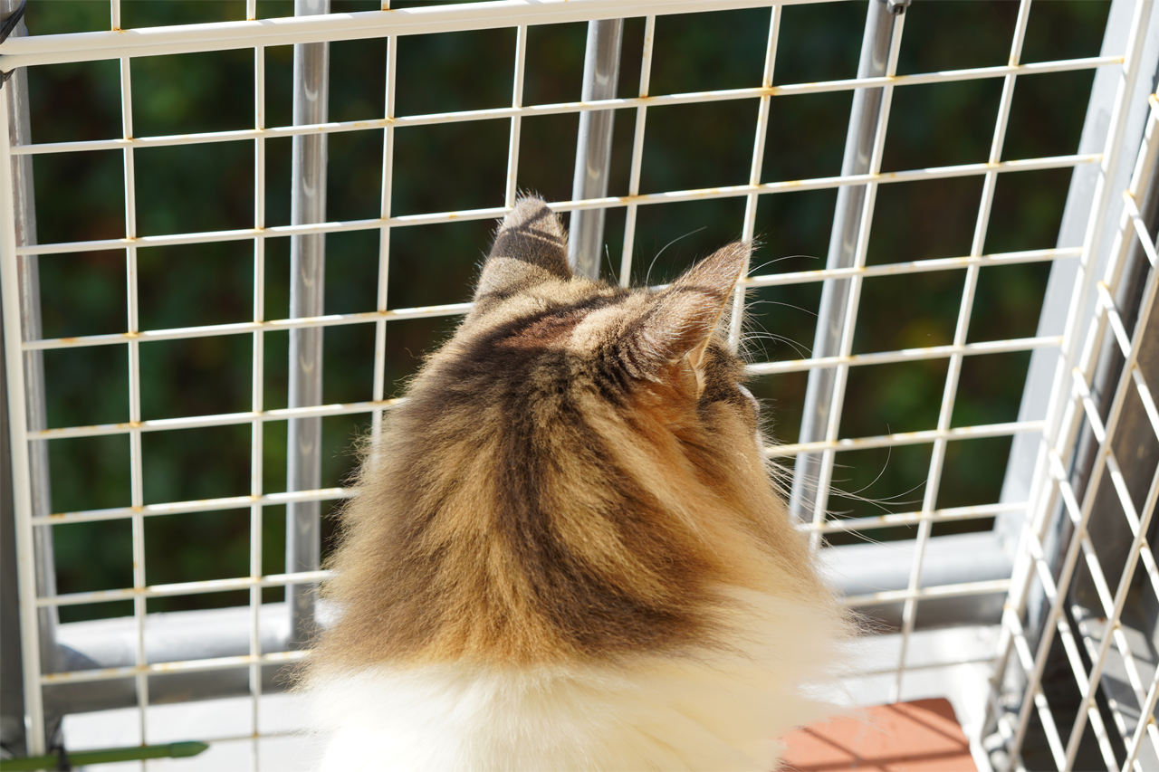 f:id:kazuhiro0214:20191115081656p:plain