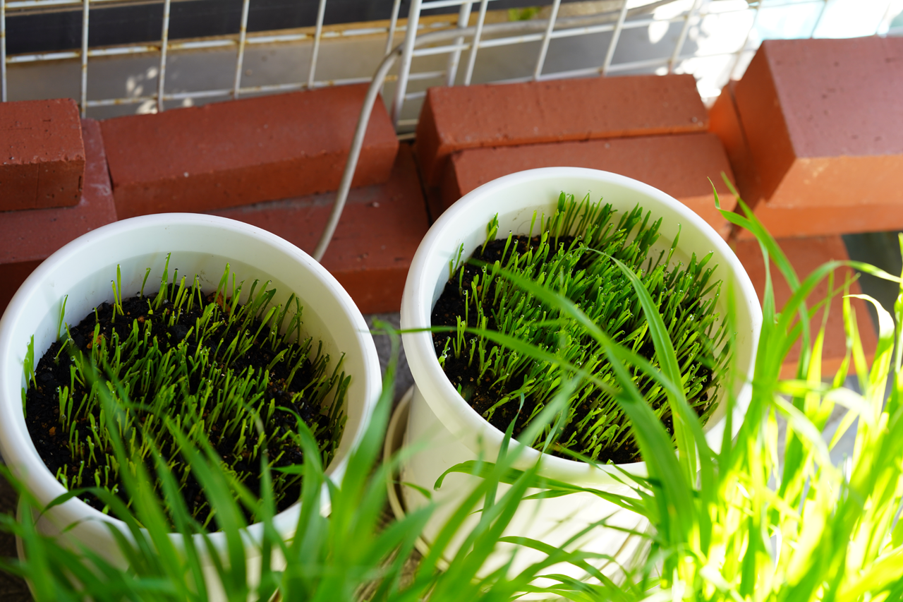 f:id:kazuhiro0214:20191124095911p:plain