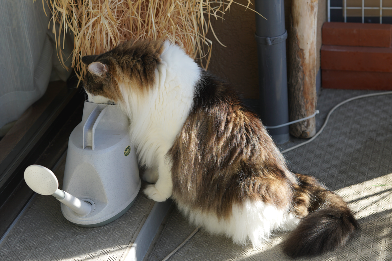 f:id:kazuhiro0214:20191124095929p:plain