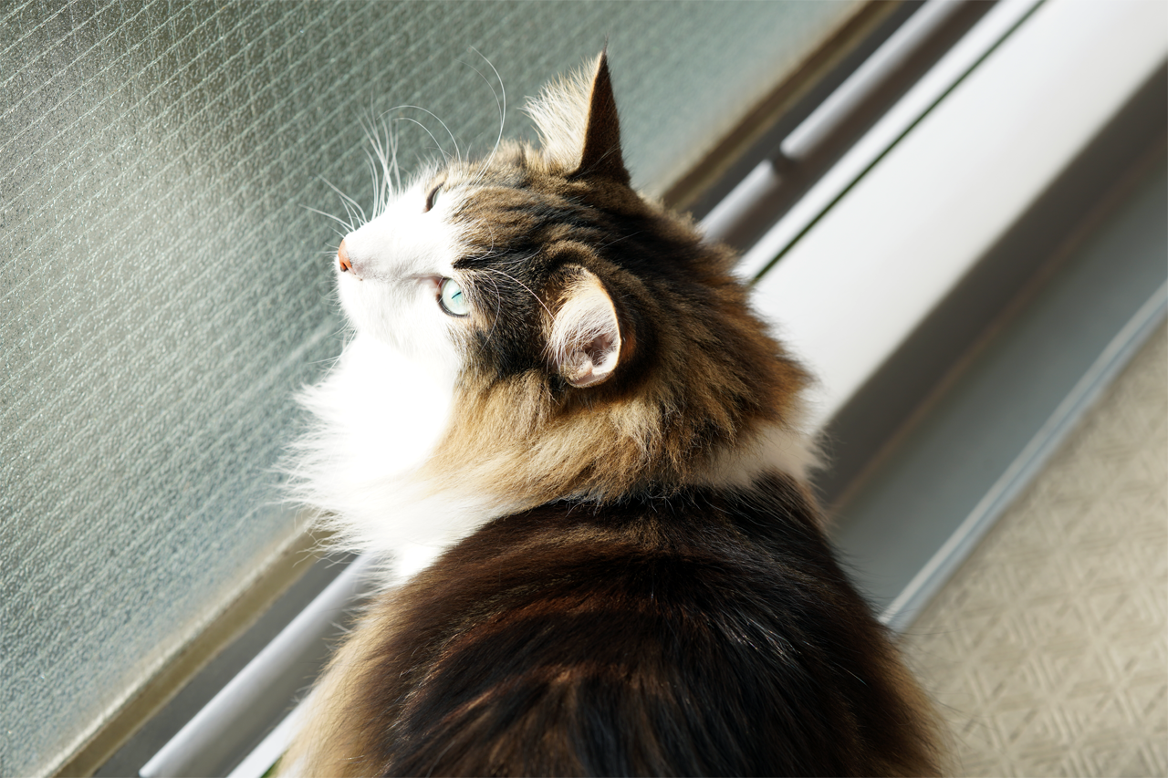 f:id:kazuhiro0214:20191124100003p:plain