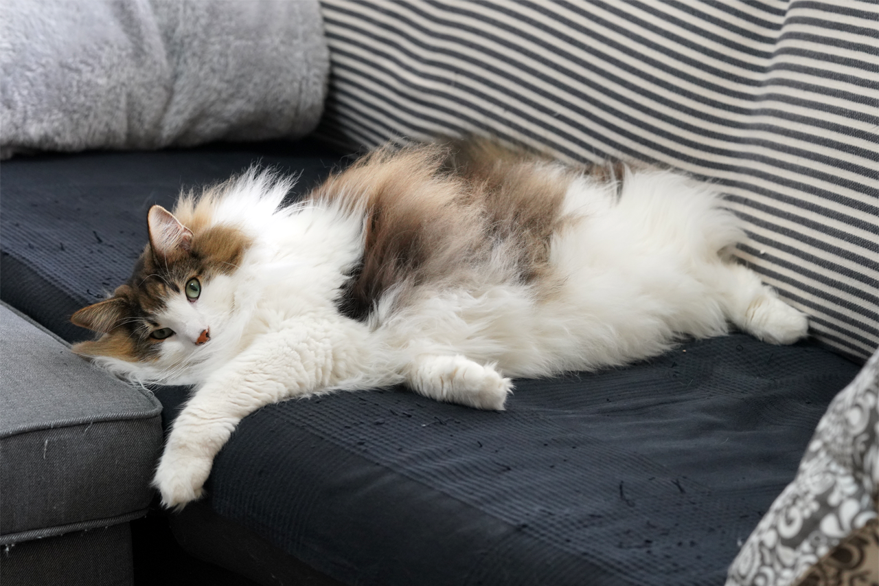 f:id:kazuhiro0214:20191124100252p:plain