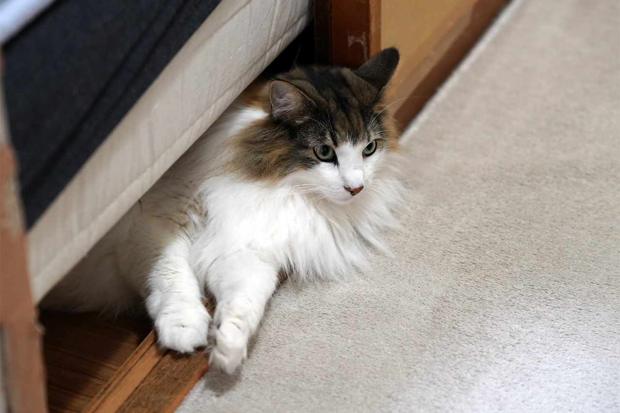 f:id:kazuhiro0214:20191128081226p:plain f:id:kazuhiro0214:20191128081226p:plain