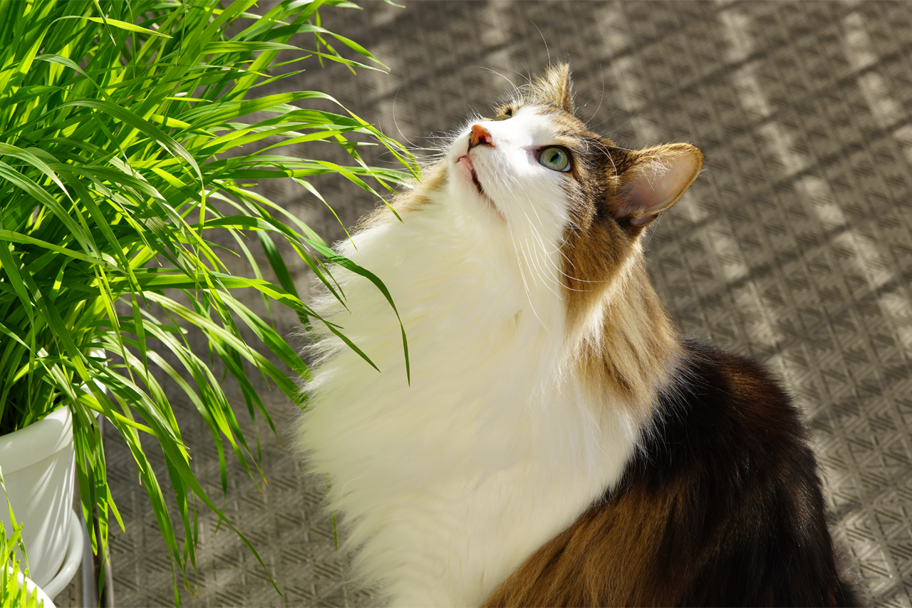 f:id:kazuhiro0214:20191130194805p:plain f:id:kazuhiro0214:20191130194805p:plain