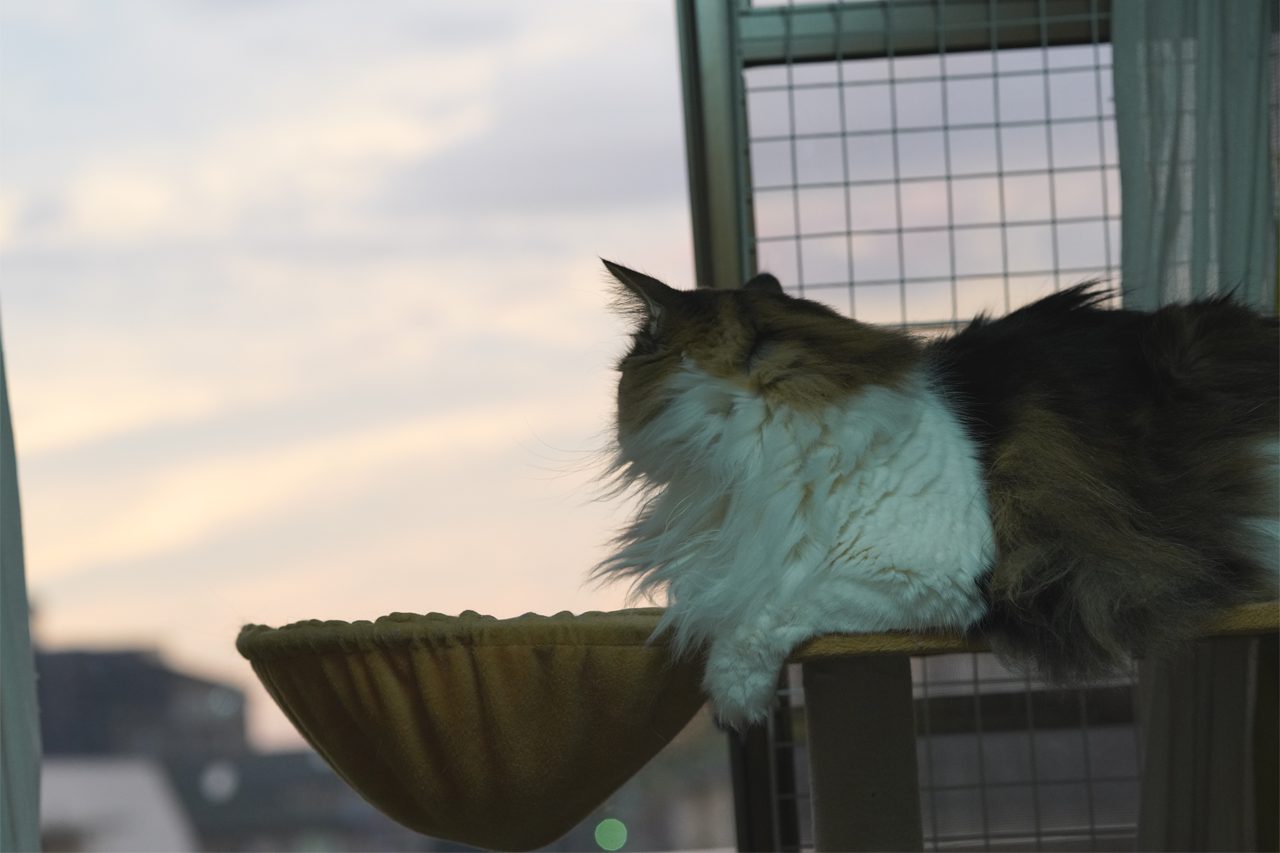 f:id:kazuhiro0214:20191130195143p:plain f:id:kazuhiro0214:20191130195143p:plain