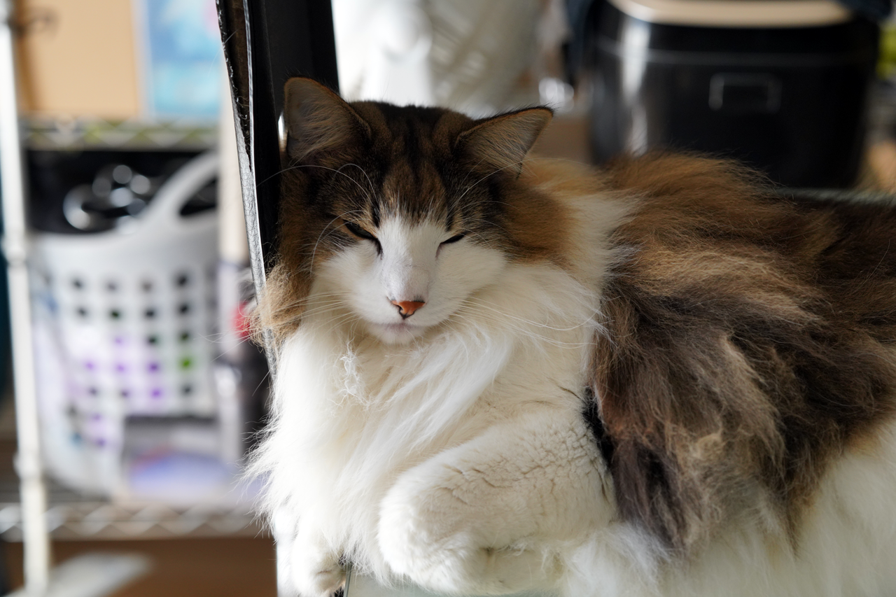 f:id:kazuhiro0214:20191204080143p:plain