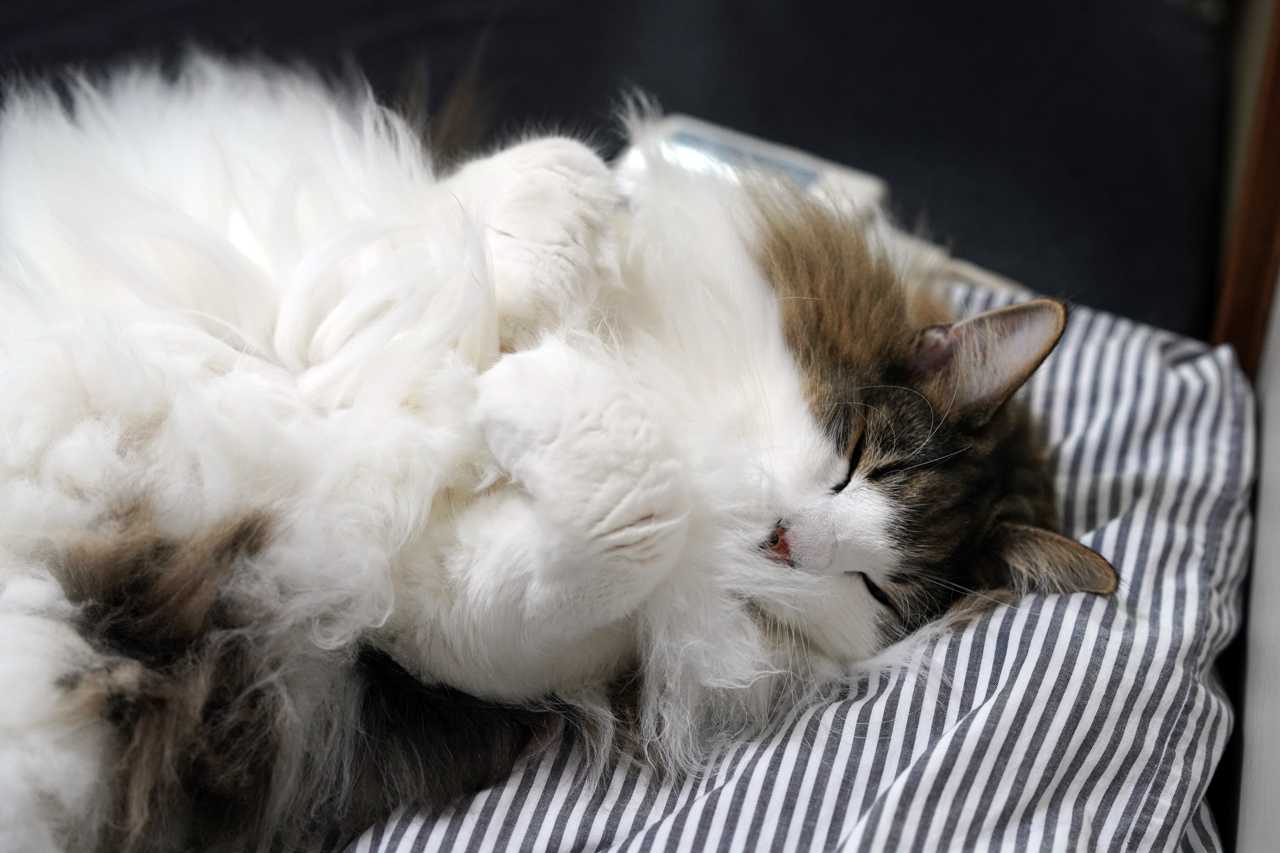 f:id:kazuhiro0214:20191204080205p:plain