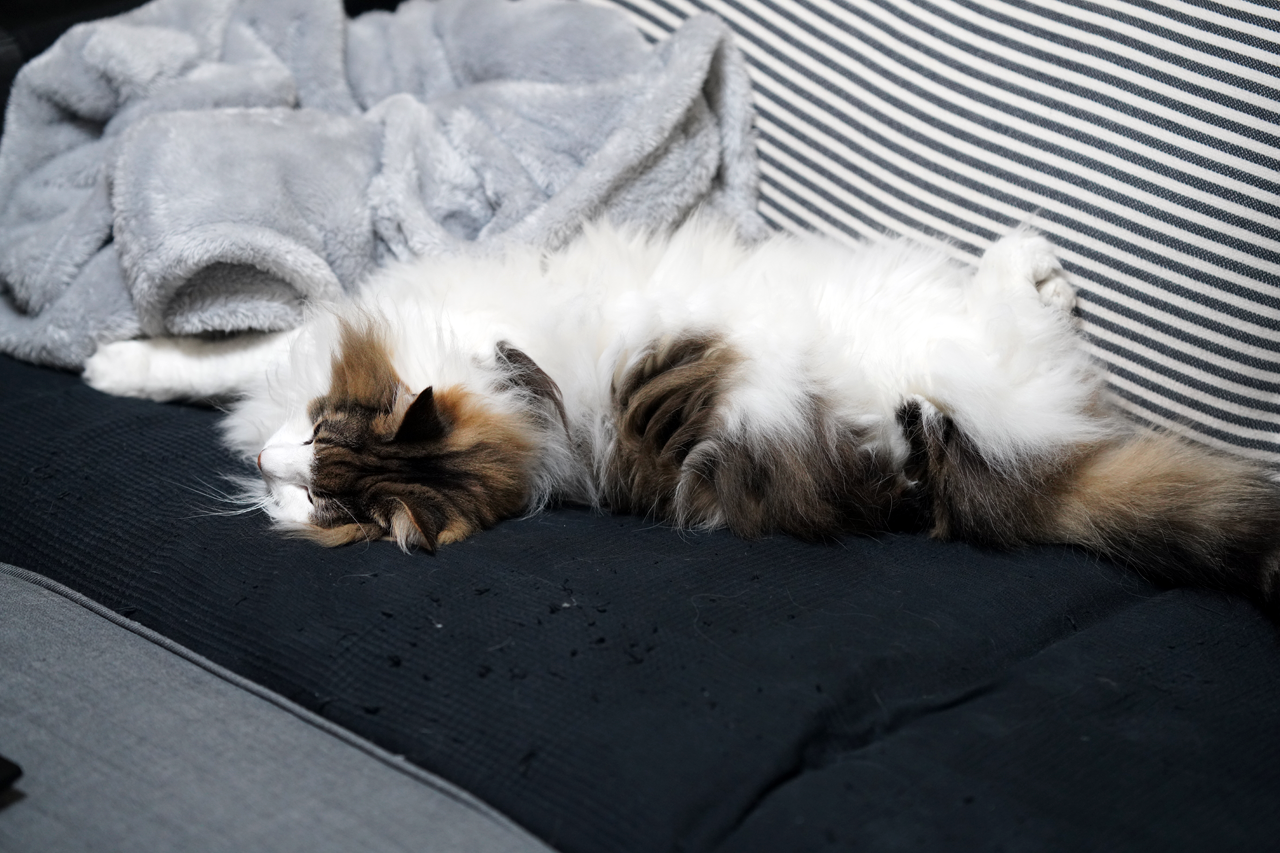 f:id:kazuhiro0214:20191204080615p:plain