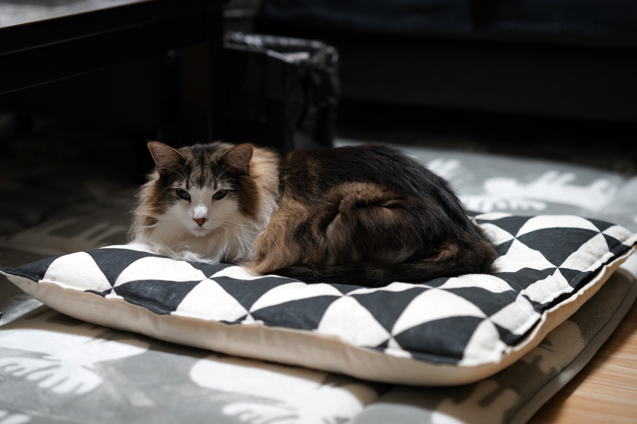 f:id:kazuhiro0214:20191204080720p:plain