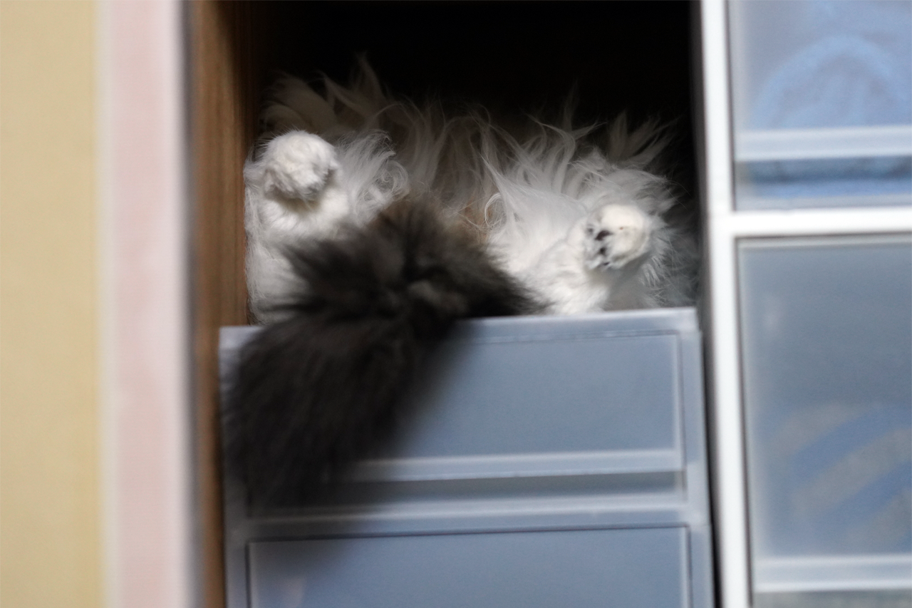 f:id:kazuhiro0214:20191204080748p:plain