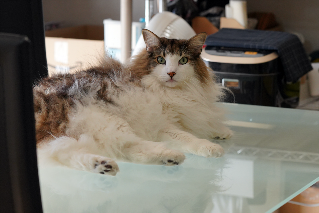 f:id:kazuhiro0214:20191211080655p:plain f:id:kazuhiro0214:20191211080655p:plain