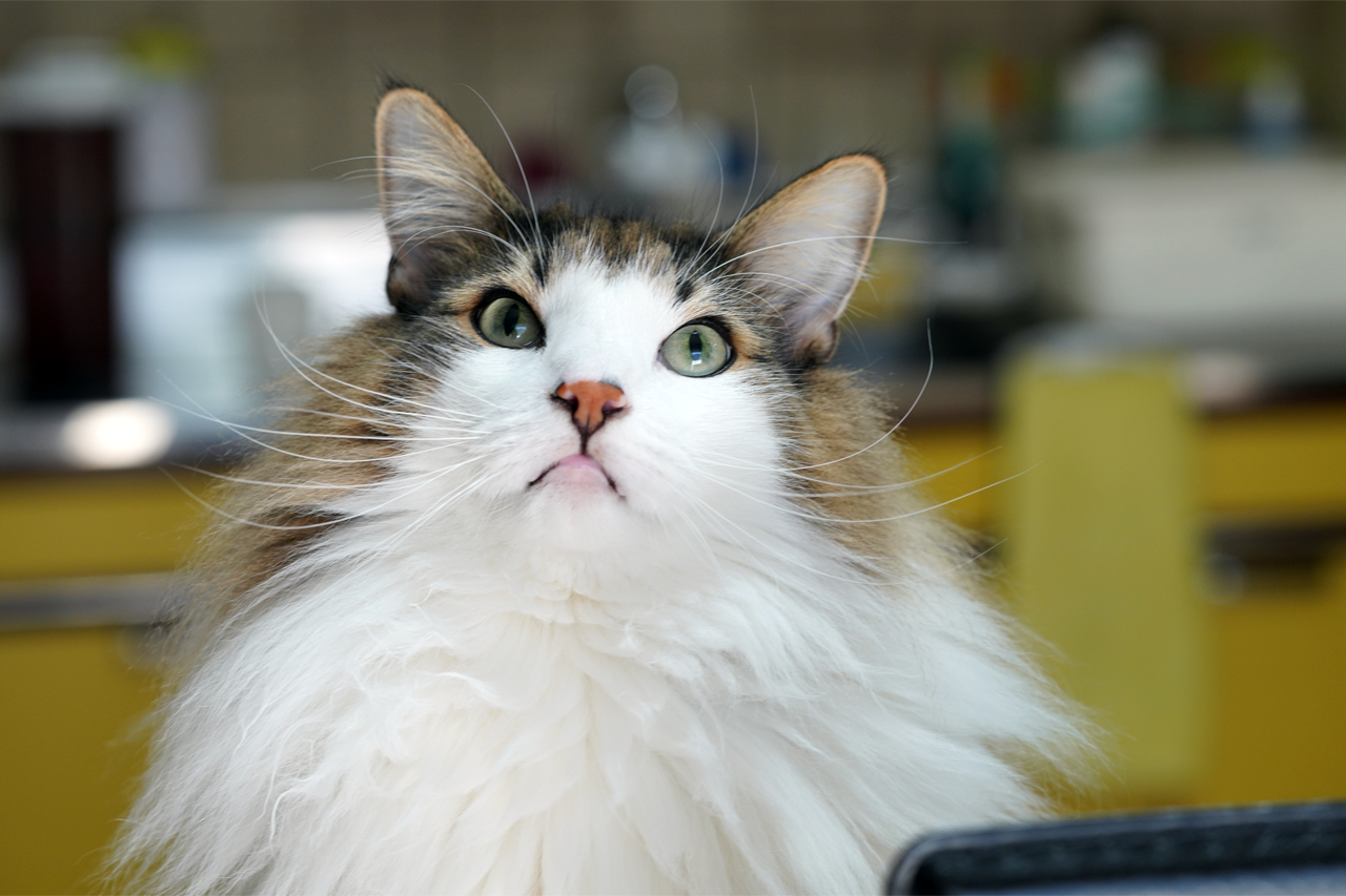 f:id:kazuhiro0214:20191211080723p:plain f:id:kazuhiro0214:20191211080723p:plain