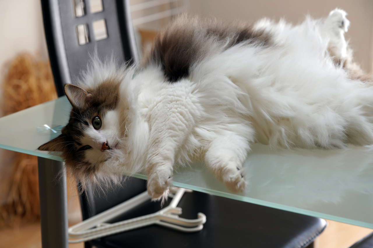 f:id:kazuhiro0214:20191211080757p:plain f:id:kazuhiro0214:20191211080757p:plain