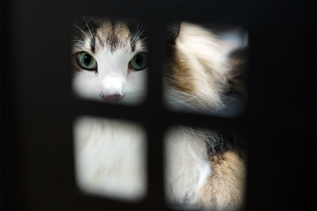 f:id:kazuhiro0214:20191211080915p:plain f:id:kazuhiro0214:20191211080915p:plain