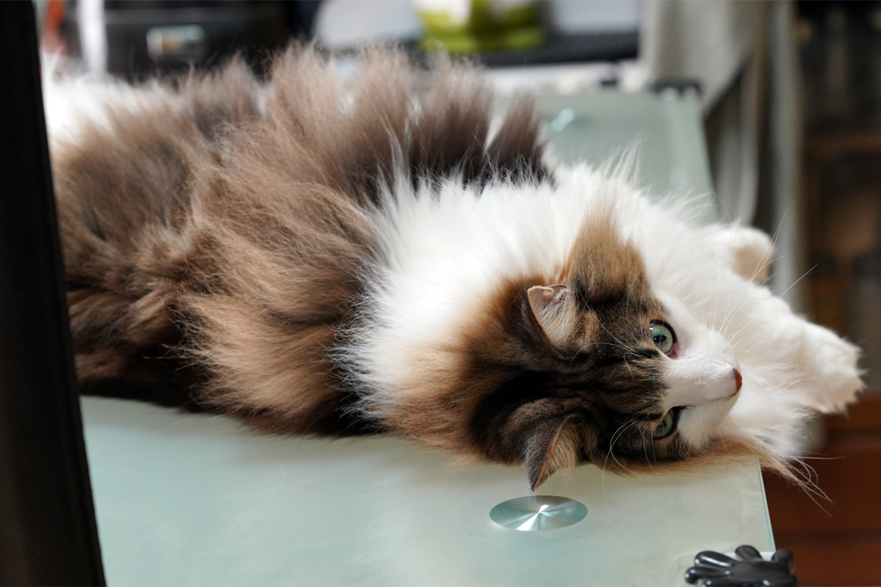 f:id:kazuhiro0214:20191211080953p:plain f:id:kazuhiro0214:20191211080953p:plain