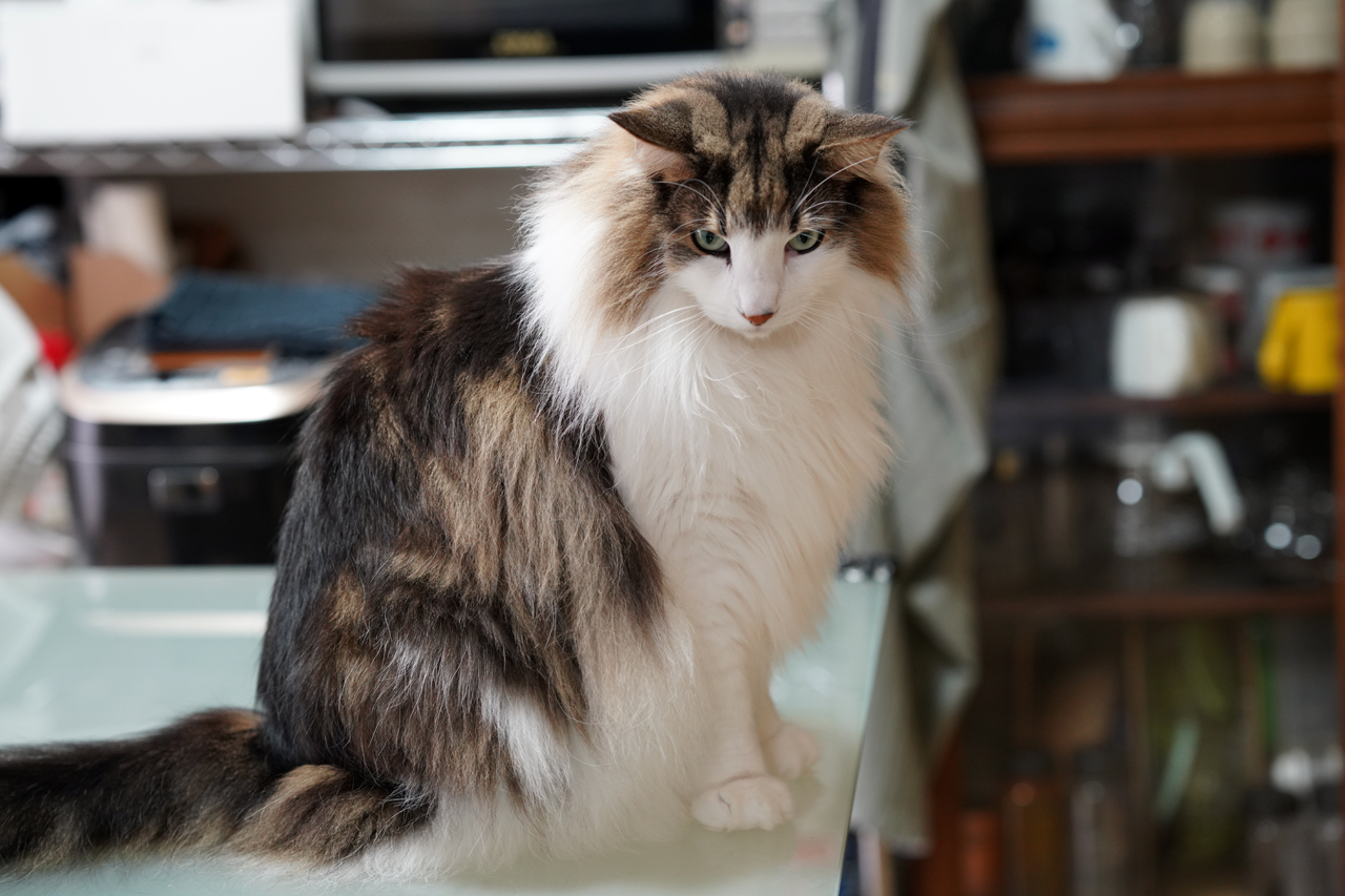 f:id:kazuhiro0214:20191227081350p:plain