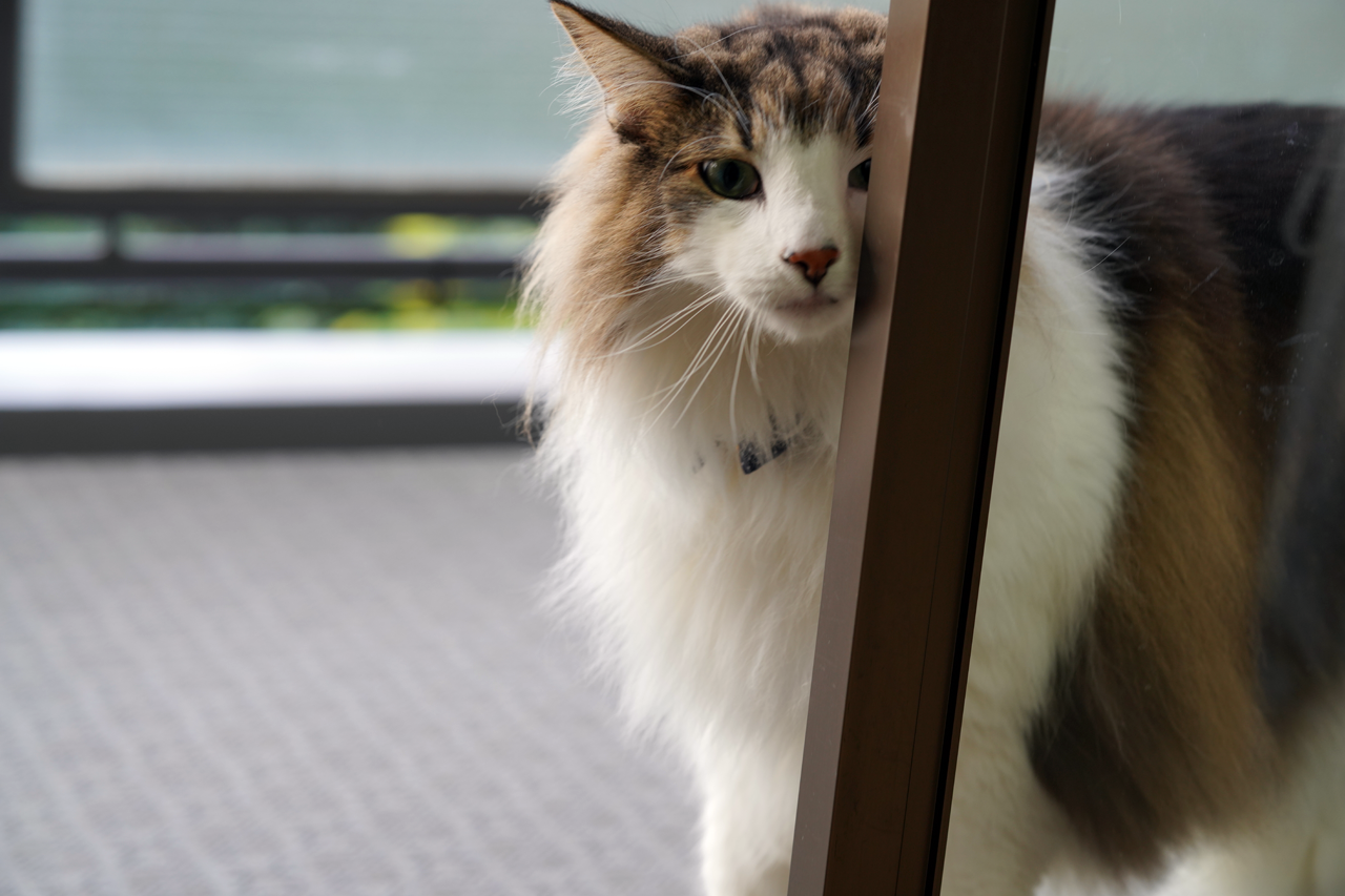 f:id:kazuhiro0214:20191227081651p:plain