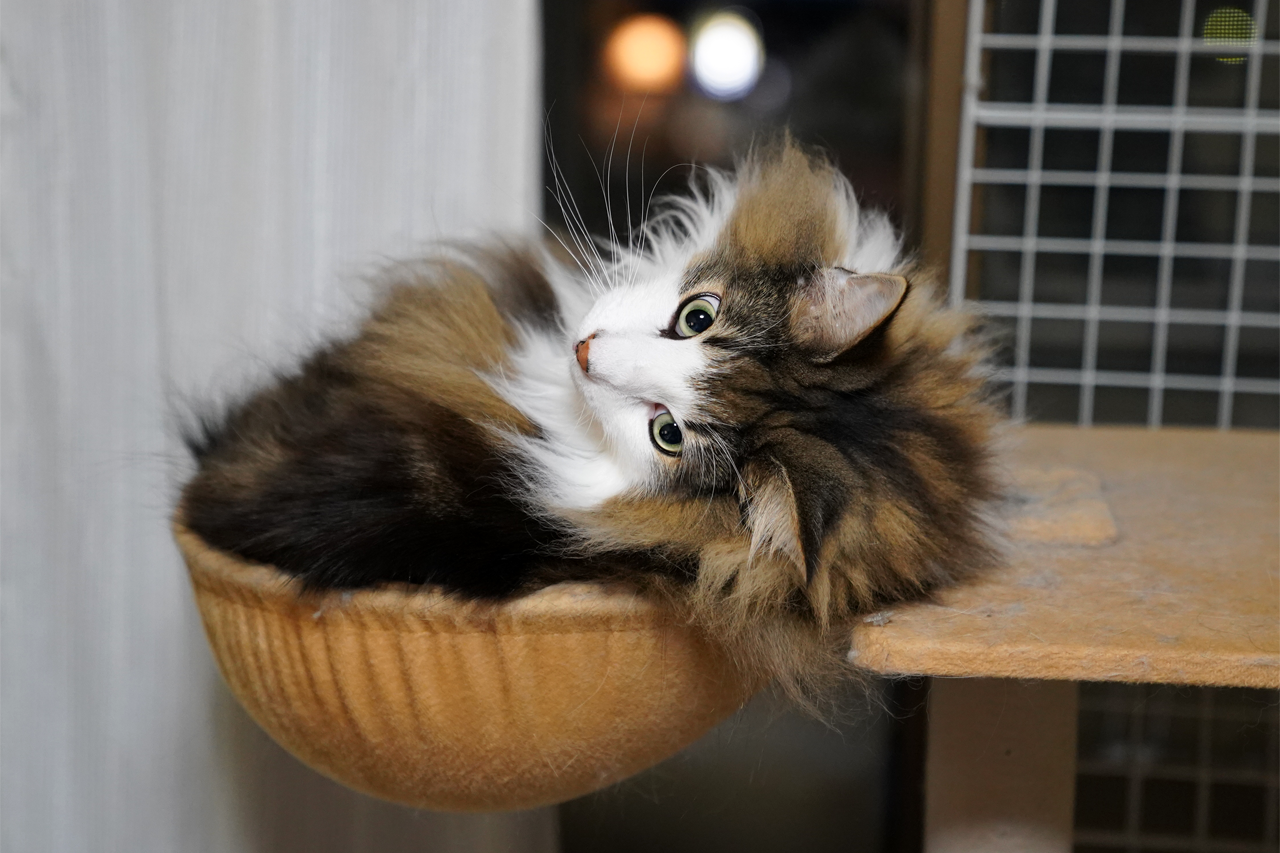 f:id:kazuhiro0214:20191227081713p:plain