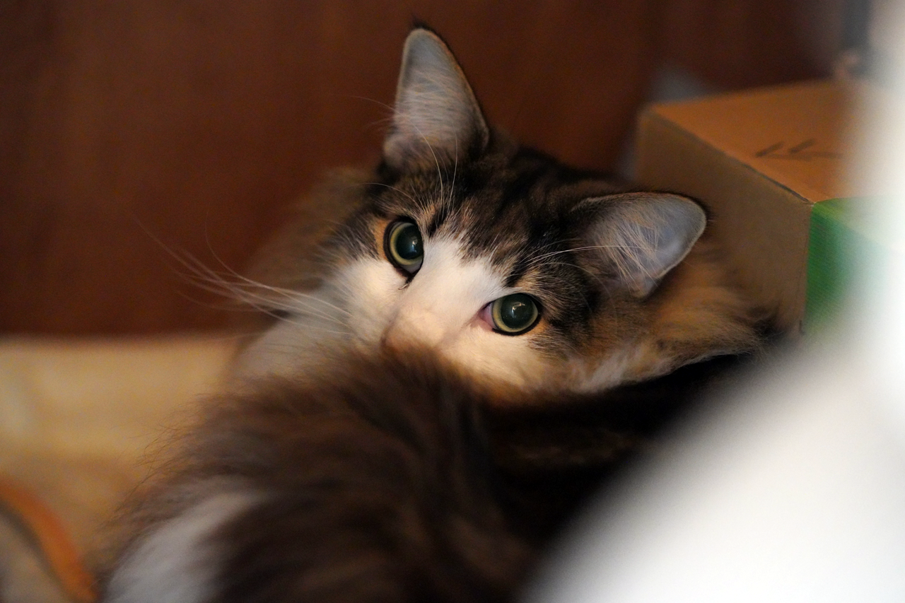 f:id:kazuhiro0214:20191230000808p:plain f:id:kazuhiro0214:20191230000808p:plain