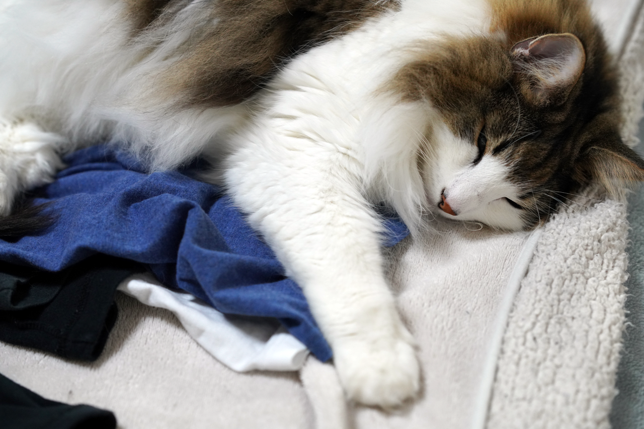 f:id:kazuhiro0214:20191230000940p:plain f:id:kazuhiro0214:20191230000940p:plain