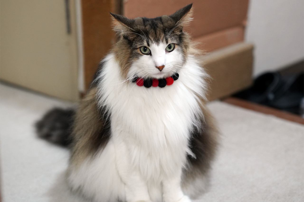 f:id:kazuhiro0214:20200103075537p:plain