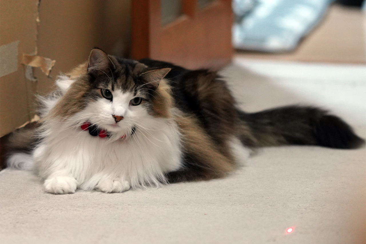 f:id:kazuhiro0214:20200103075633p:plain