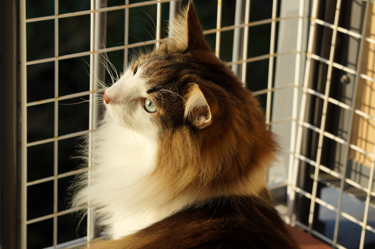 f:id:kazuhiro0214:20200109080508p:plain