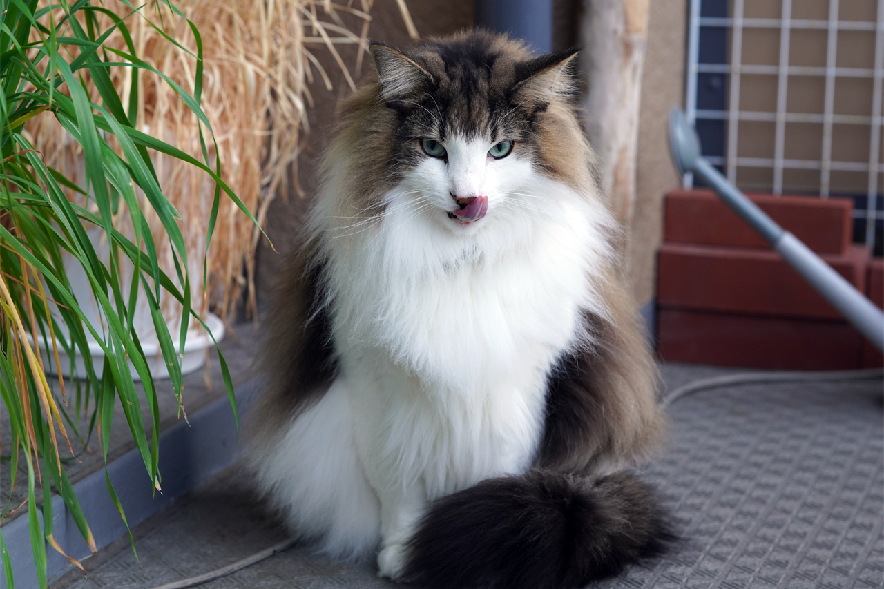 f:id:kazuhiro0214:20200109080608p:plain