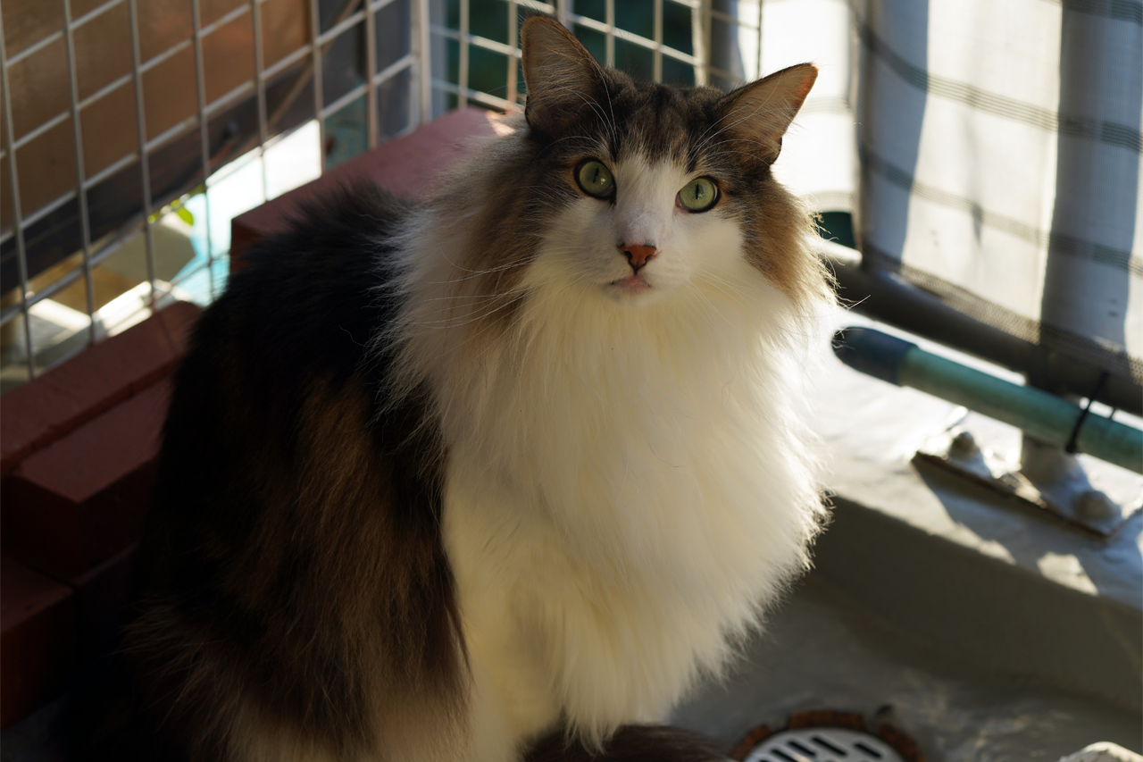 f:id:kazuhiro0214:20200109080635p:plain